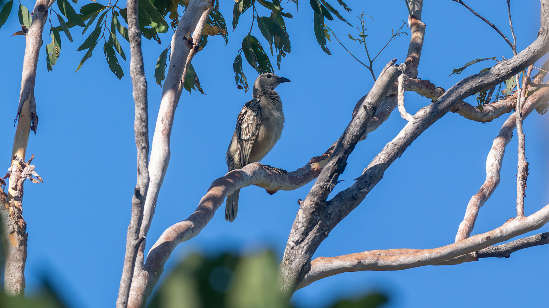 Litchfield National Park - Buley Rockhole - Friedenstäubchen